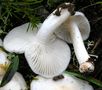 Hygrophorus cossus